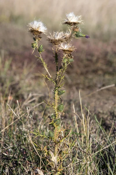 Acanthoides Carduus Roadside Thistle Seeds Mature — Stock Photo, Image
