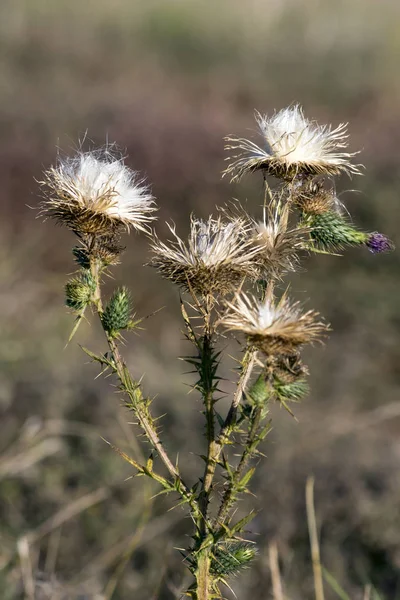 Gli Acantoidi Carduus Semi Cardo Lungo Strada Maturano — Foto Stock