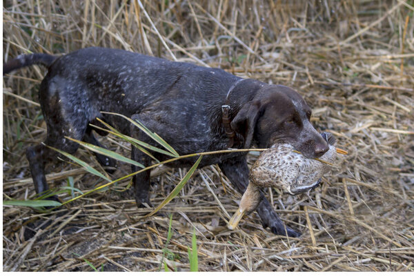 The hunting dog gets duck from water .