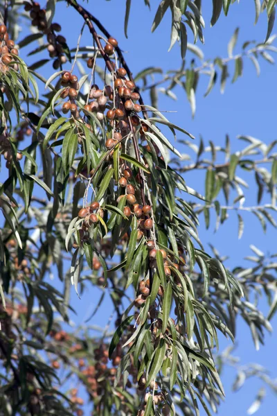 Zeytin Ağacı Olea Europaea Meyveli Dal — Stok fotoğraf