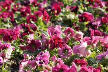 Bahçe çömlekçileri (Viola wittrockiana) bahçede gelişir..