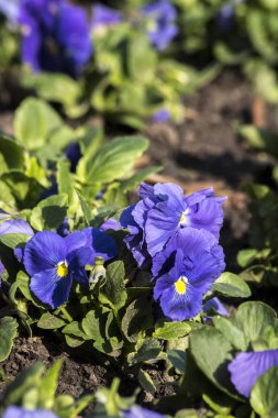 Bahçe çömlekçileri (Viola wittrockiana) bahçede gelişir..