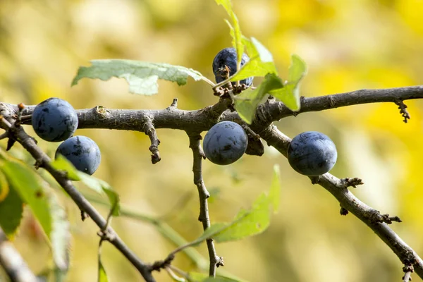 Modrý Plod Prunus Spinosa Podzimního Lesa — Stock fotografie