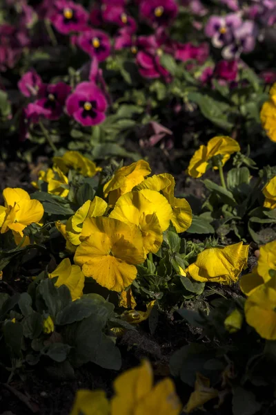 Alfareros Jardín Viola Wittrockiana Prosperan Jardín —  Fotos de Stock