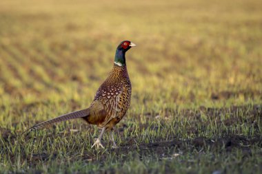 Sülün (Fhasianus colchicus) 