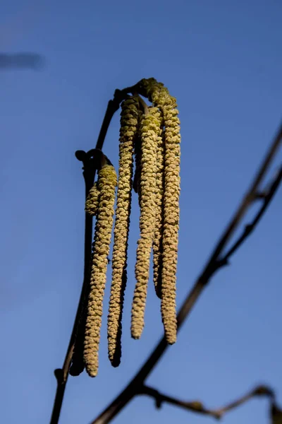 Evropská líska (Corylus avellana) květ. — Stock fotografie