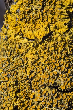 Sarı liken (Xanthoria parietina)