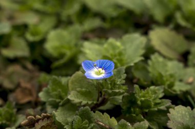 Farsça Veronica (Veronica persica)