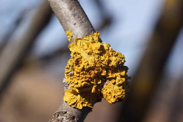 Yellow lichen (Xanthoria parietina) — Stock Photo, Image
