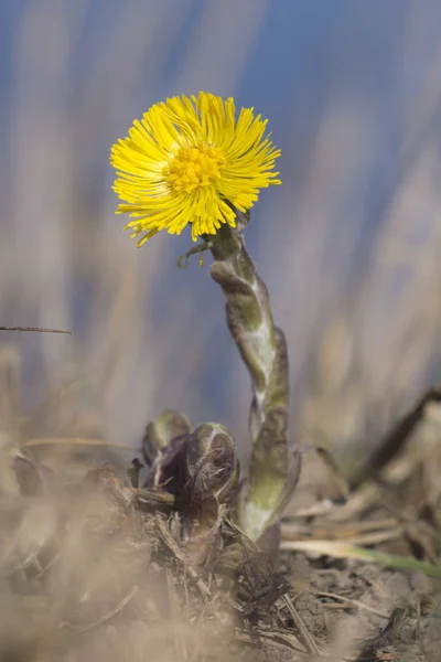 Farfara (Tussilago farfara). — Foto Stock