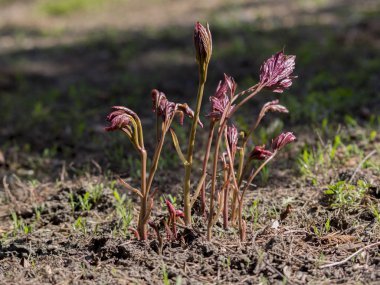 Çimlenmesine Peonies (Paeonia lactiflora).