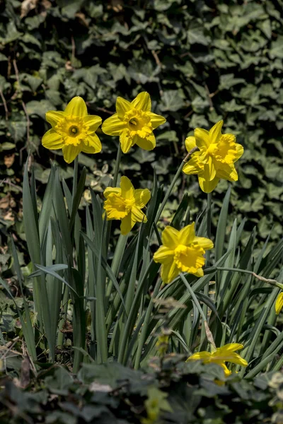 Nárcisz (Narcissus angustifolius) — Stock Fotó