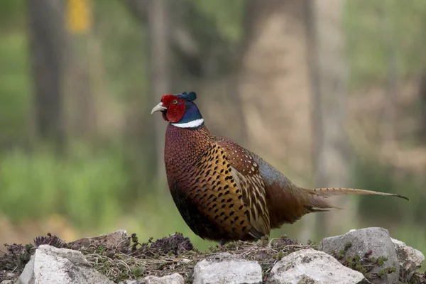 Pheasants (Phasianus colchicus) in the field . — Stock Photo, Image