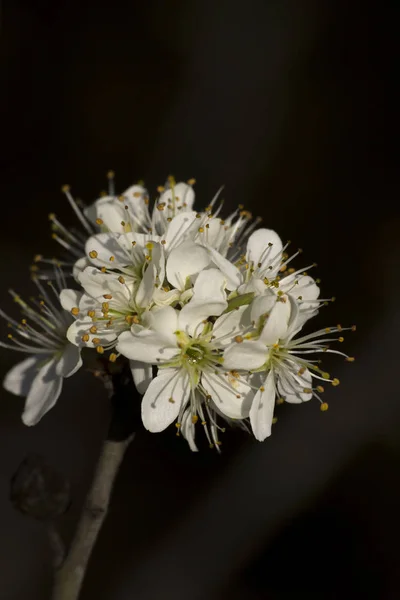인 목 무리 (벚나무 spinosa) 꽃 봉 오리. — 스톡 사진
