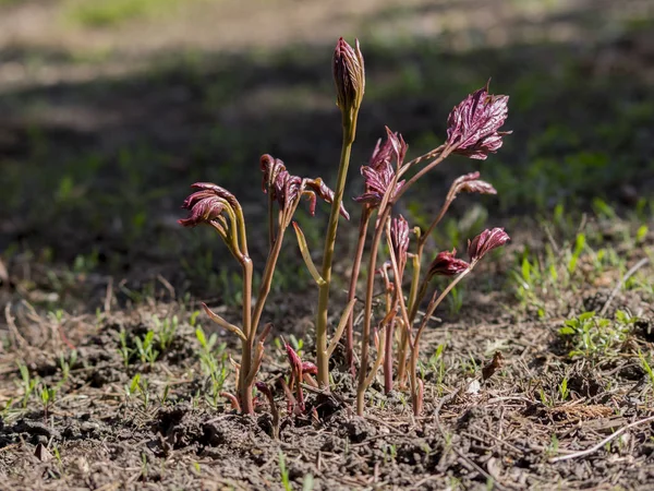 Les pivoines (Paeonia lactiflora) germent . — Photo