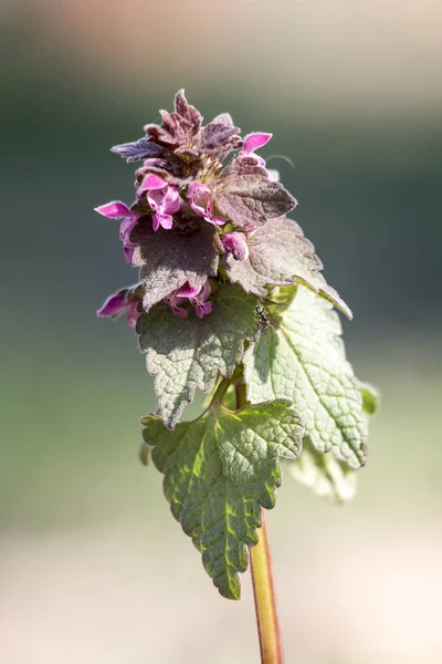 Rode brandnetel (dovenetel korstzwam) — Stockfoto