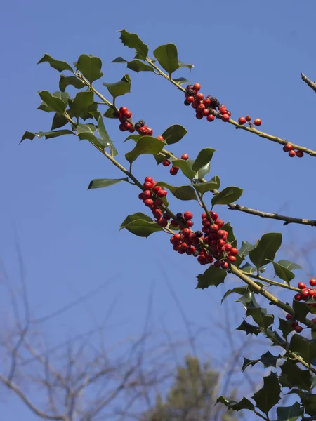 정원 새 (Cotoneaster horizontalis) — 스톡 사진