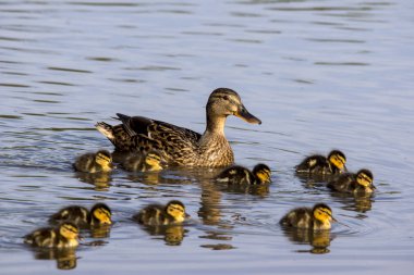 Vahşi ördek (Anas platyrhynchos) ailesi