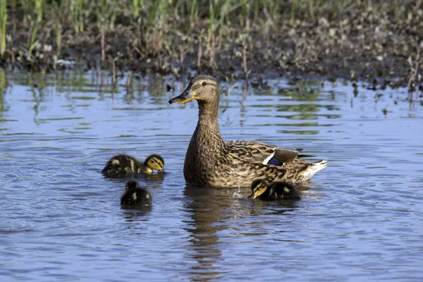 Anatra selvatica (Anas platyrhynchos) famiglia — Foto Stock