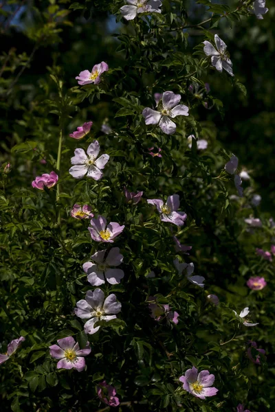 Rosa silvestre (Rosa Canina) arbusto . —  Fotos de Stock