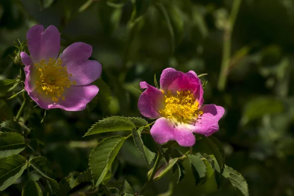 Rosa silvestre (Rosa Canina) arbusto . — Foto de Stock