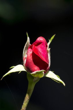 Yağmurda kırmızı gül