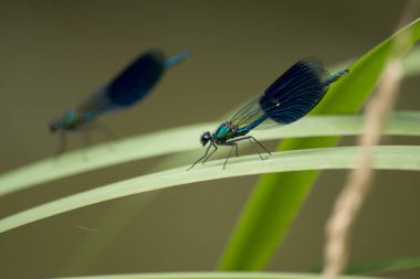 Bantlı Yusufçuk (Calopteryx splendens)