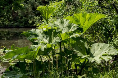 Gunnera, ne zaman? (Gunnera manicata.)