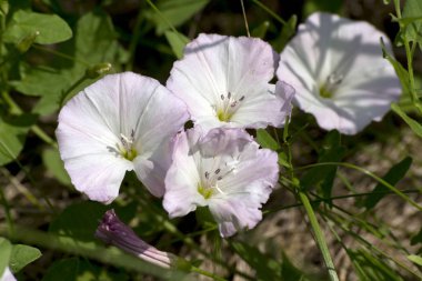 Gündüzsefası (Convolvulus arvensis)