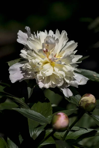 Pentecost (Paeonia officinalis) — Stok fotoğraf