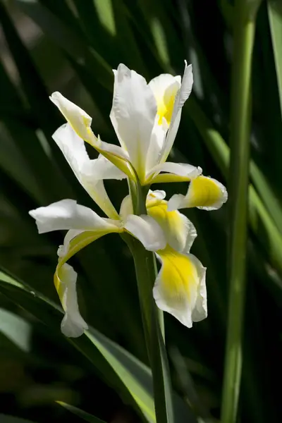 Iris velado (Iris Spurio ) —  Fotos de Stock