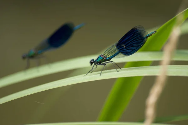 Banded Dragonfly (Calopteryx splendens) — Stock Photo, Image