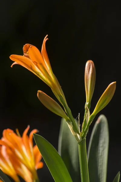 Diurno (Hemerocallis Mikado ) — Fotografia de Stock