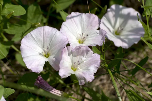 Powój (Convolvulus arvensis) — Zdjęcie stockowe