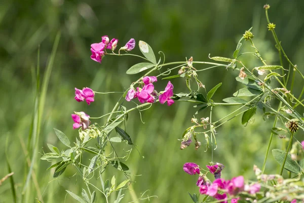 Veccia primaverile (Vicia cracca ) — Foto Stock