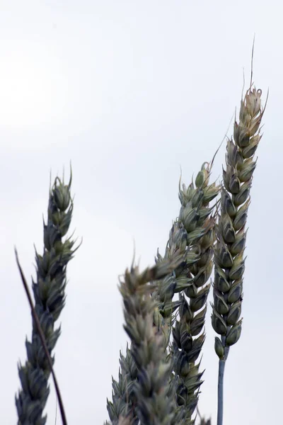 Common wheat (Triticum aestivum) — Stock Photo, Image