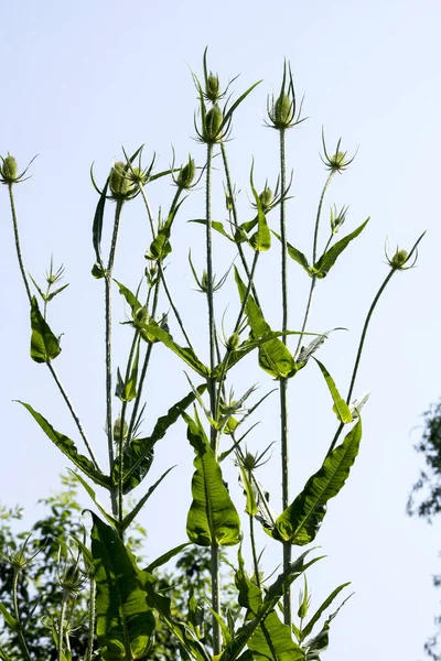 The dipsacus laciniatus — Stock Photo, Image