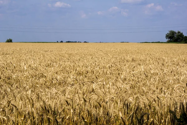 O campo de trigo — Fotografia de Stock
