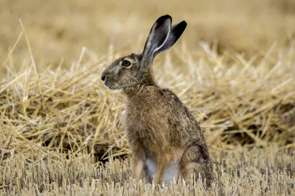 Кролик. (Лепу європаус ) — стокове фото