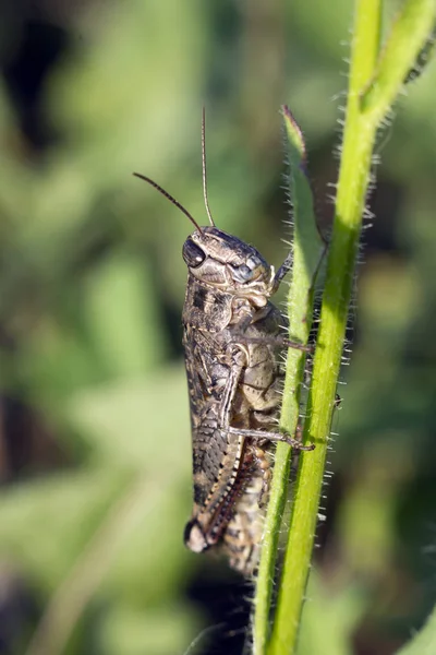 Esturjão-marrom (Omocestus haemorrhoidalis ) — Fotografia de Stock