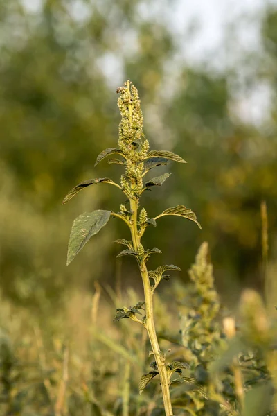 De Lisdodde (Lisdoddefamilie latifolia). — Stockfoto