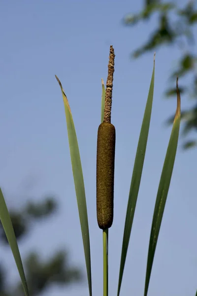 O cattail (Typha latifolia ). Imagens Royalty-Free