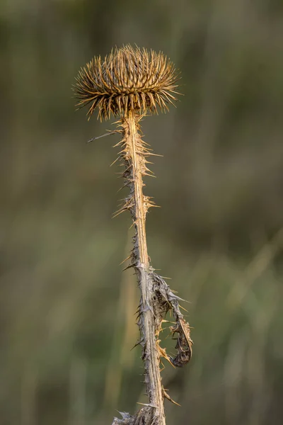 Acanthoides carduus l. - Distel am Straßenrand — Stockfoto