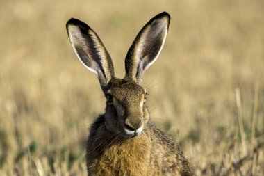 Tavşan. (Lepus europaeus)