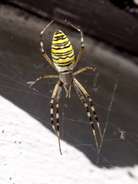 Argiope Bruennichi
