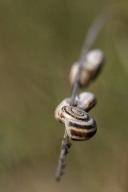 Çizgili salyangoz (Theodoxus transversalis)
