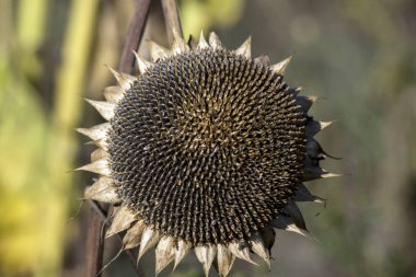Ayçiçeği (Helianthus annuus)