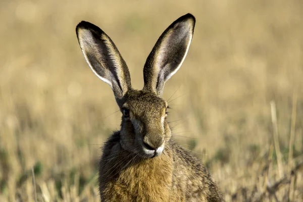 Coniglio. (Lepus europaeus ) — Foto Stock