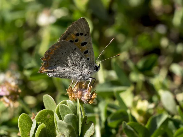 Azul comum (Polyommatus icarus) — Fotografia de Stock