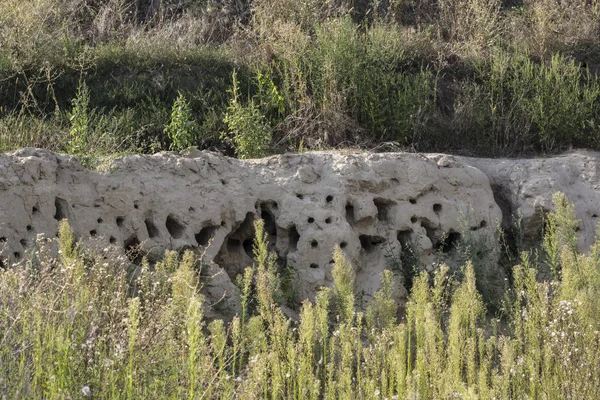 Αμμόλοφος (Riparia riparia) — Φωτογραφία Αρχείου